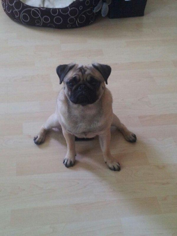 Mops Lotti billede 18