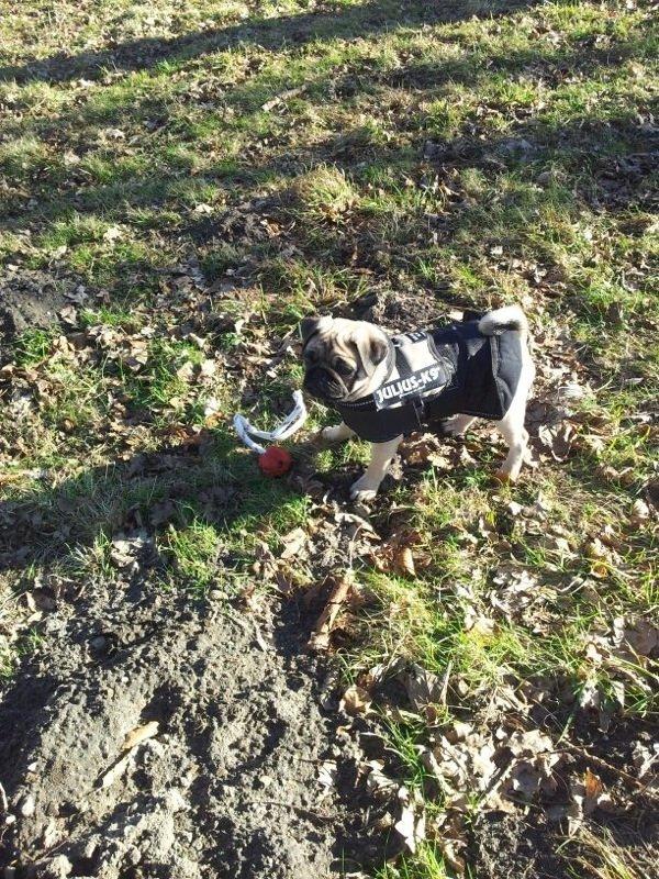 Mops Lotti billede 19