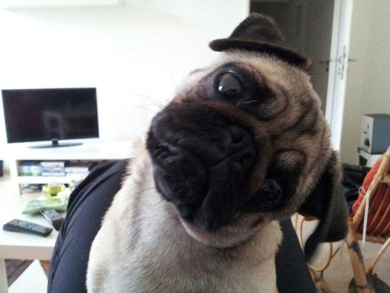 Mops Lotti billede 20