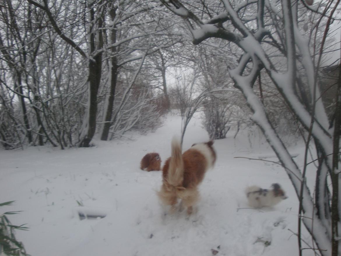 Collie langhåret Trunte La Koss - de tre gamle tøser kan stadig more sig i sneen.....13..10....9år gamle er de nu .... billede 17
