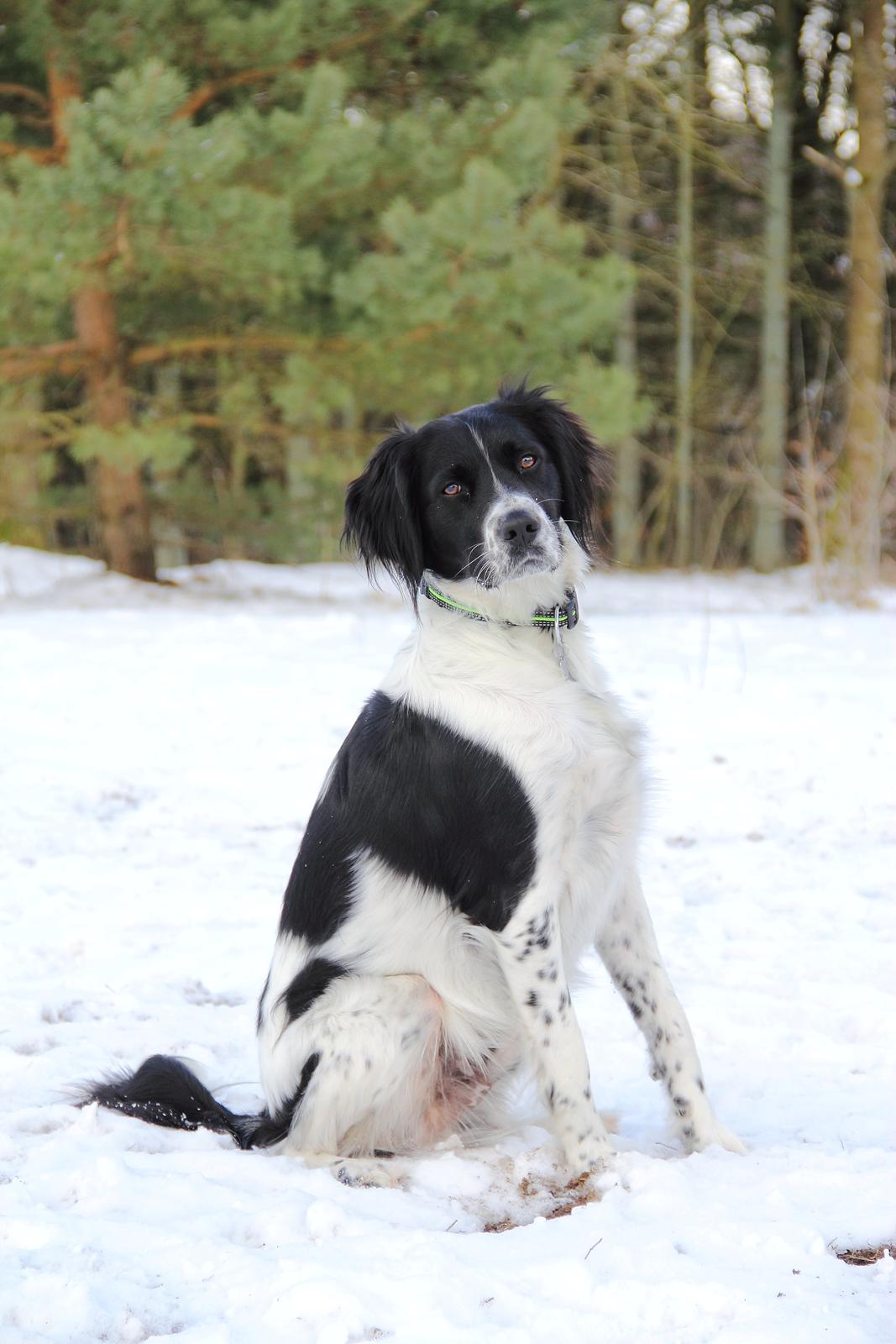 Blanding af racer Enzo - Velkommen til Enzos profil. :-) billede 1