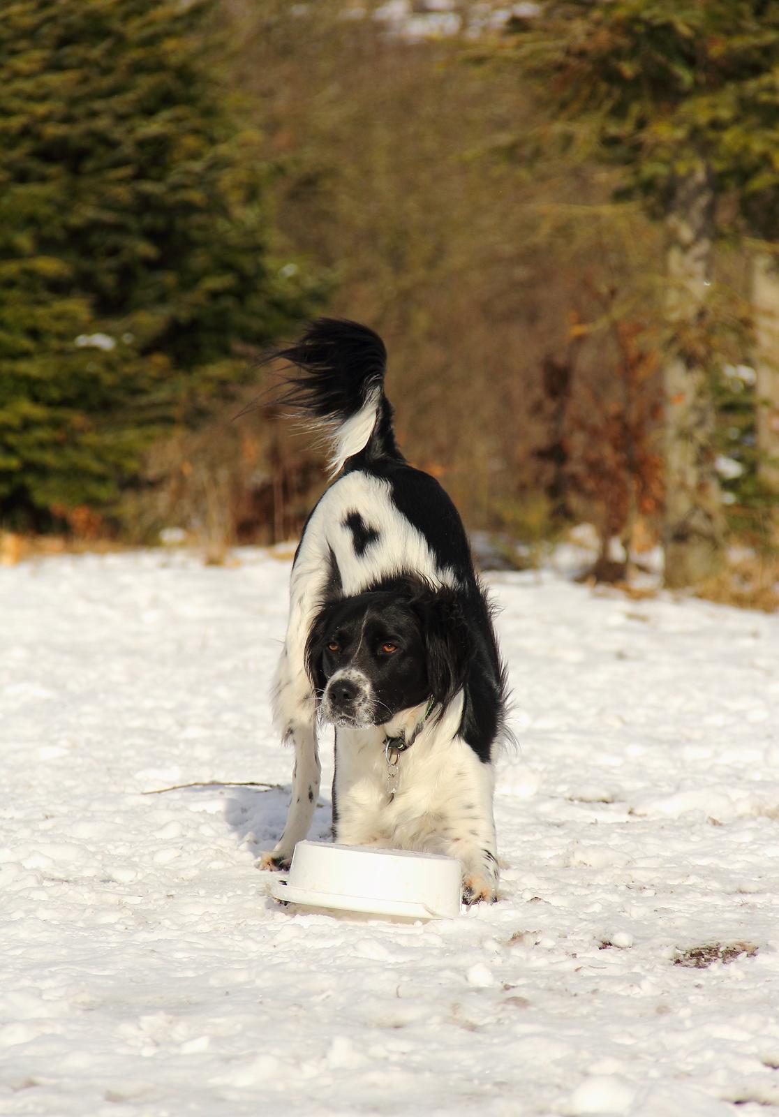 Blanding af racer Enzo billede 7