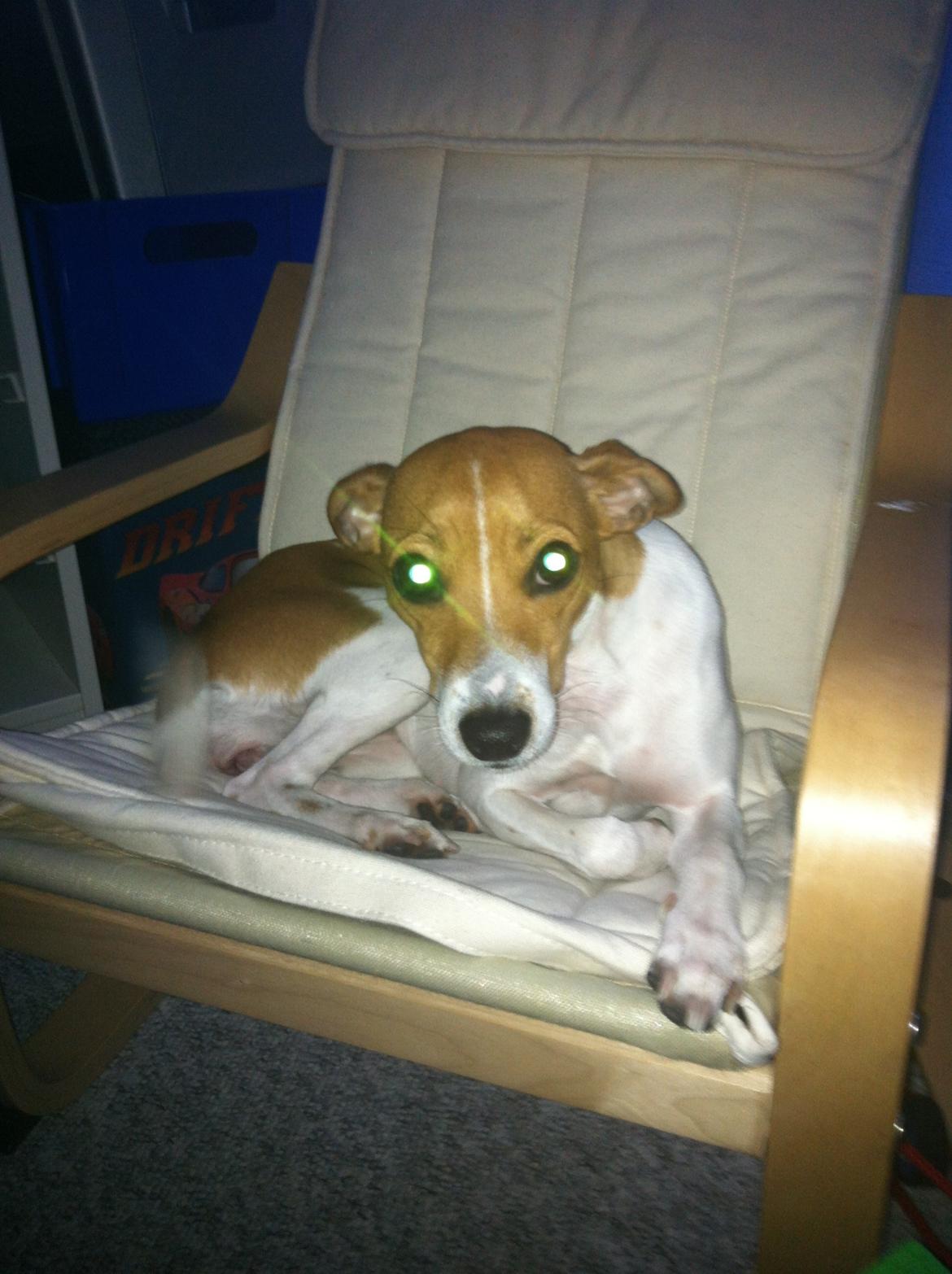 Dansk svensk gaardhund Bella billede 12