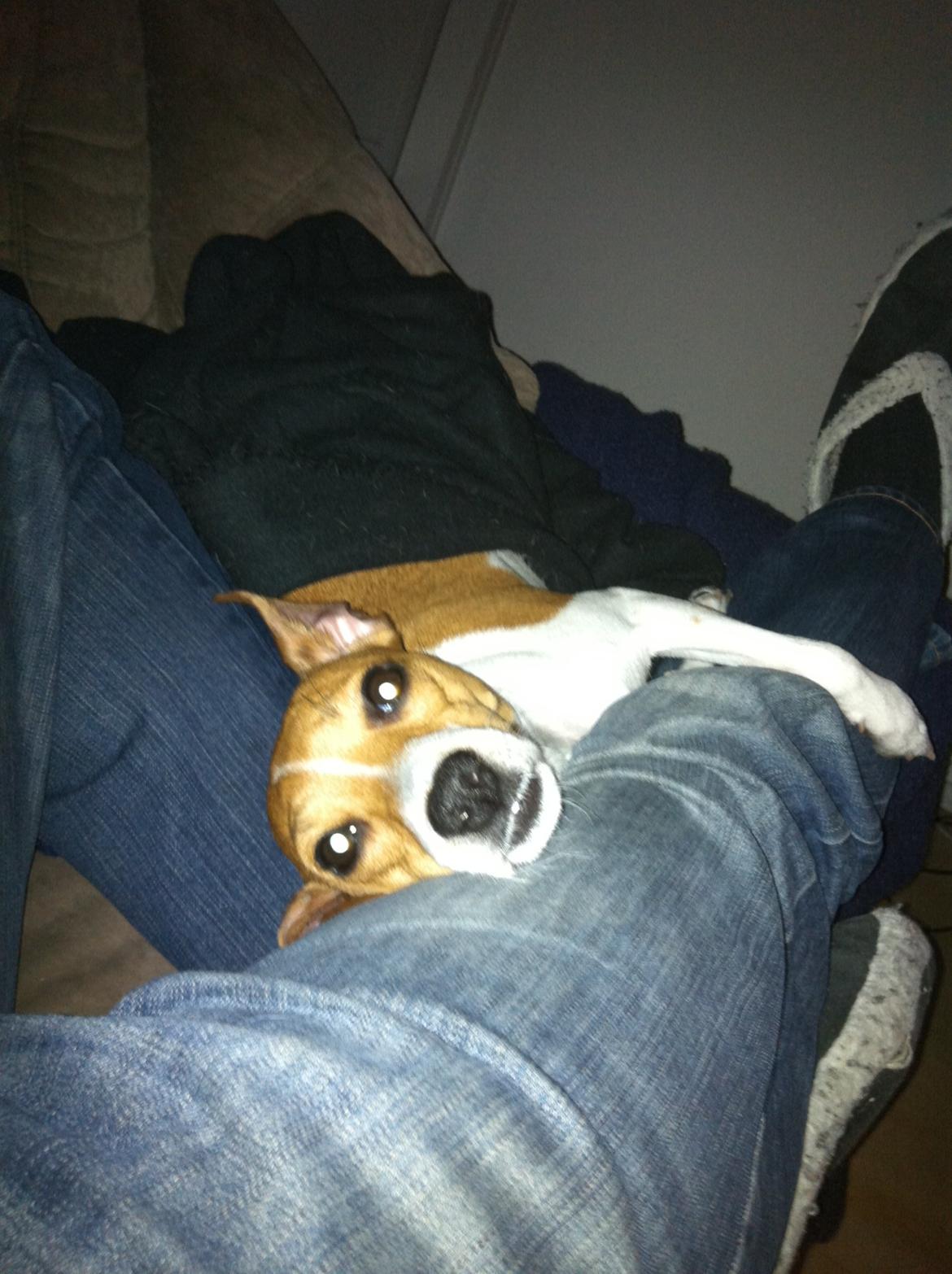 Dansk svensk gaardhund Bella billede 13