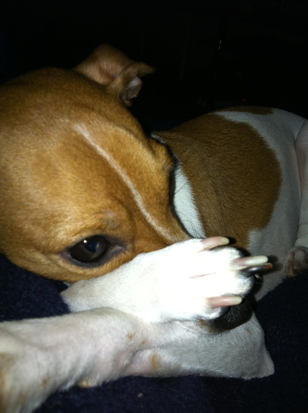 Dansk svensk gaardhund Bella billede 14