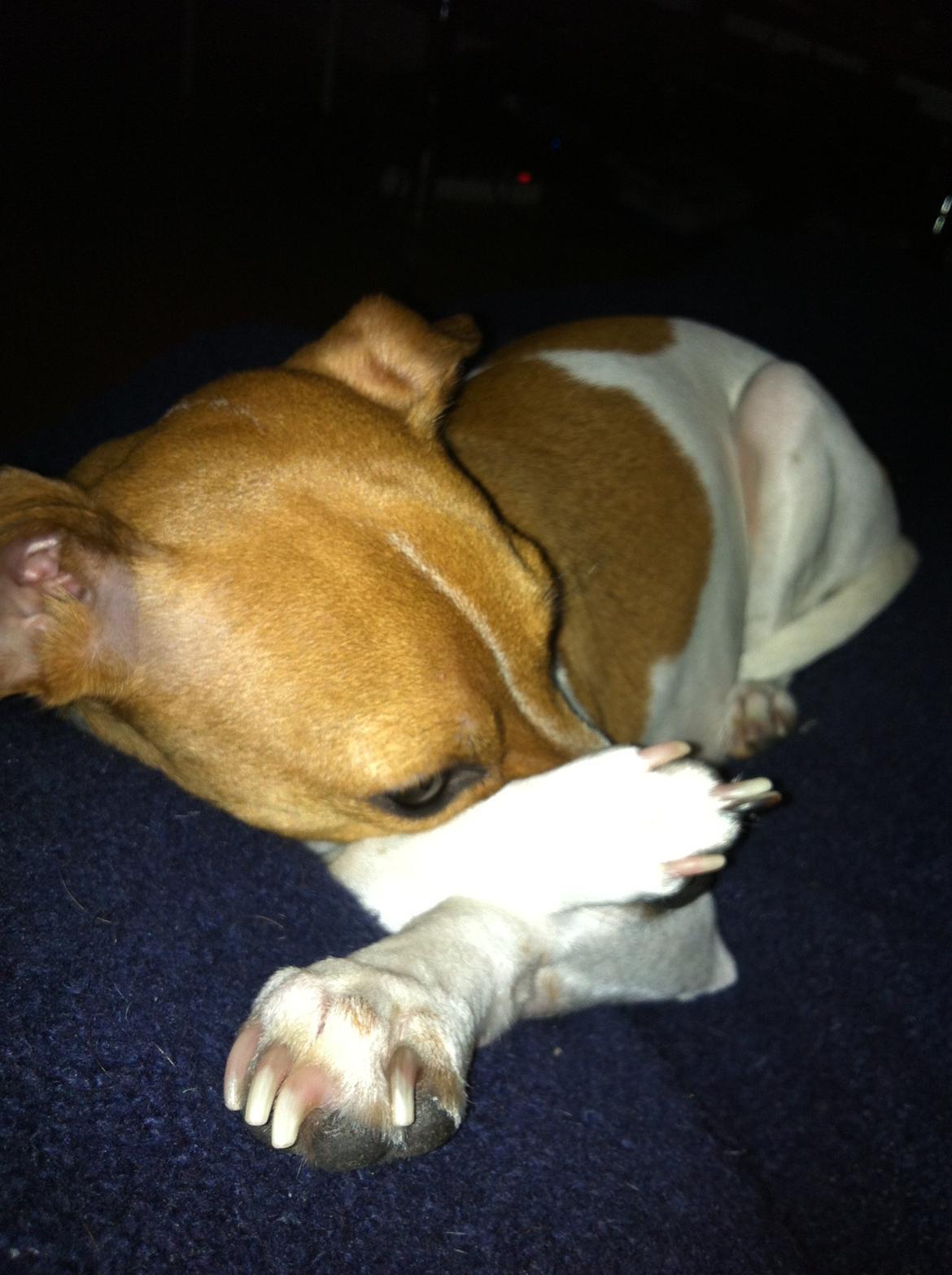 Dansk svensk gaardhund Bella billede 15