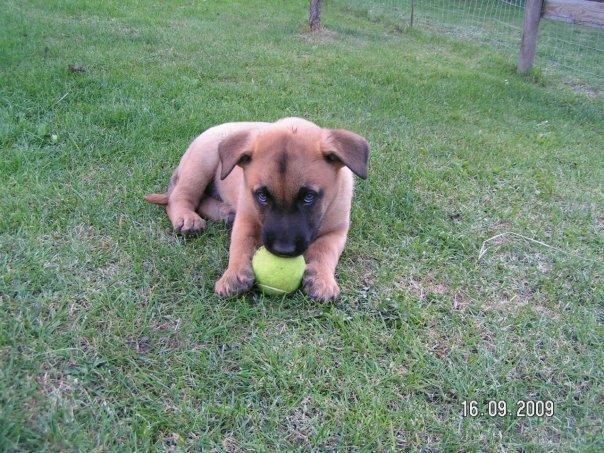 Malinois Noesy - Her er han som hvalp. billede 1