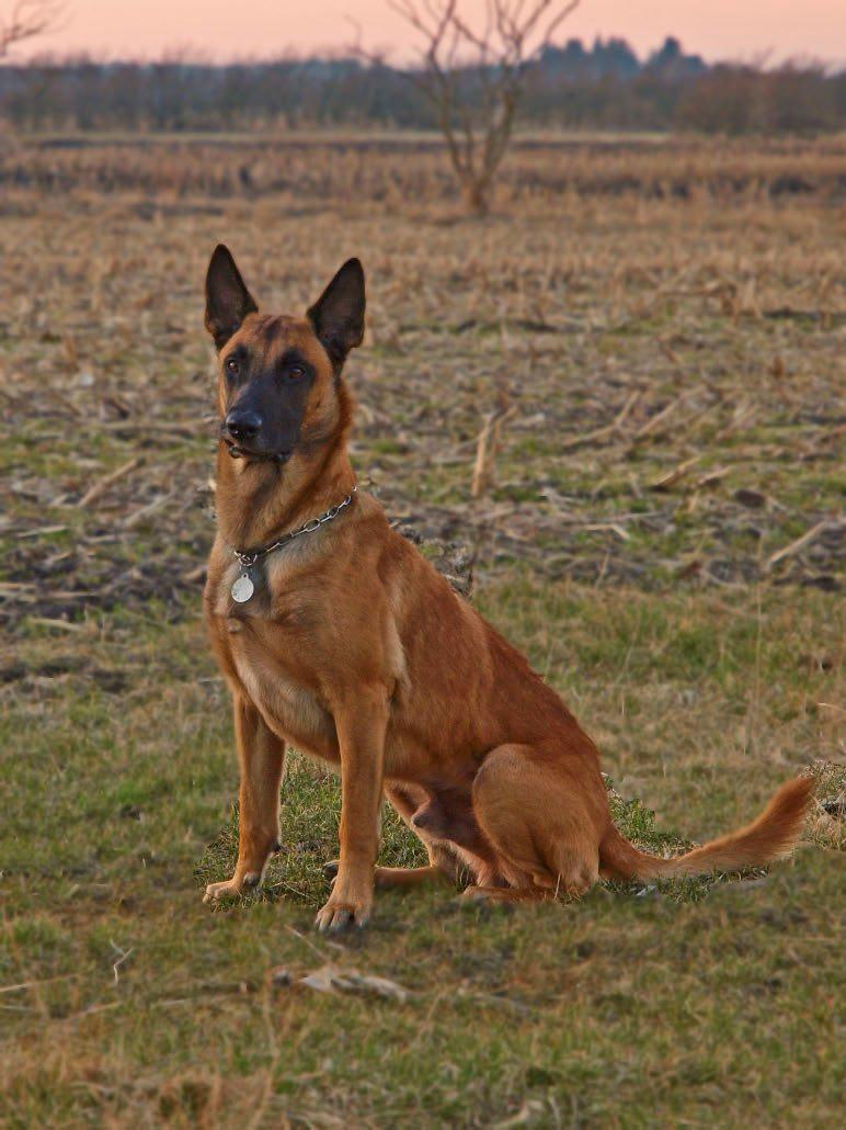 Malinois Noesy - Her er han fra siden billede 2
