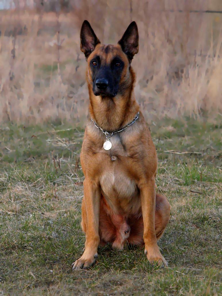 Malinois Noesy - Her er han for fra billede 3
