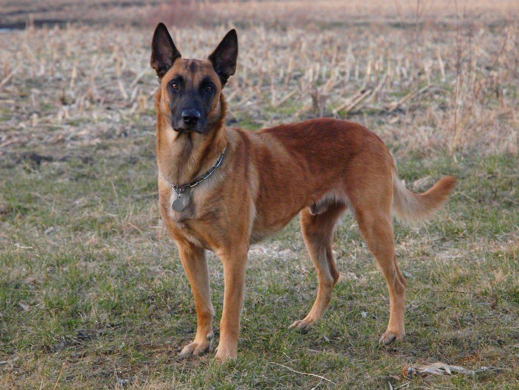 Malinois Noesy - Fra siden billede 4