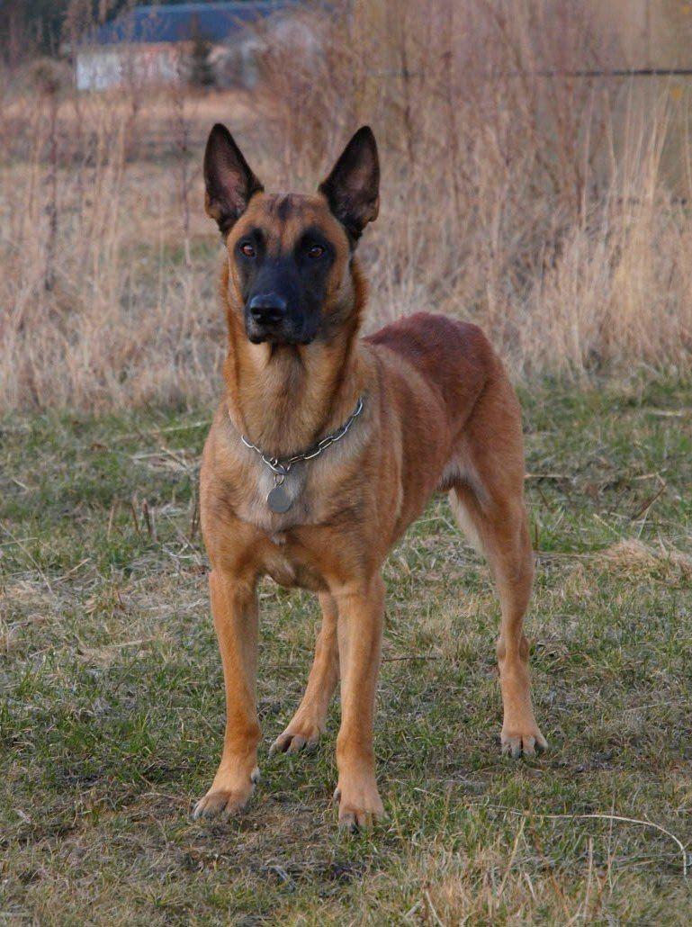 Malinois Noesy - Stående billede 5