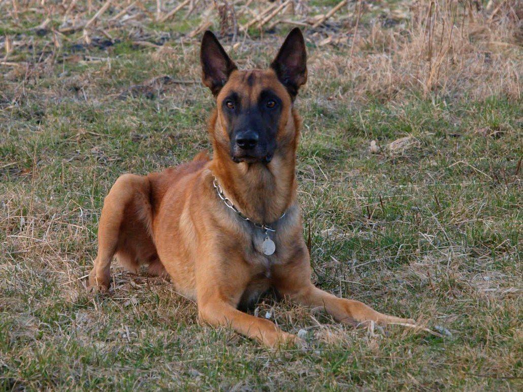 Malinois Noesy - Liggende billede 6