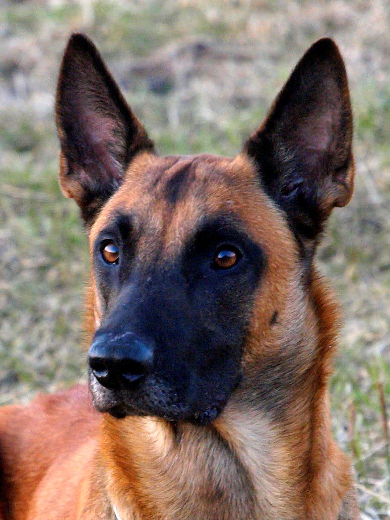 Malinois Noesy billede 7