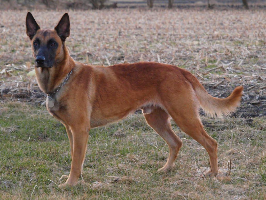 Malinois Noesy billede 8
