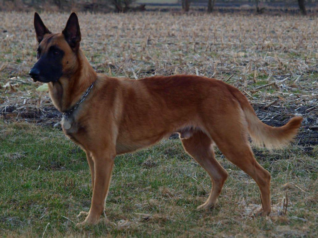 Malinois Noesy billede 9