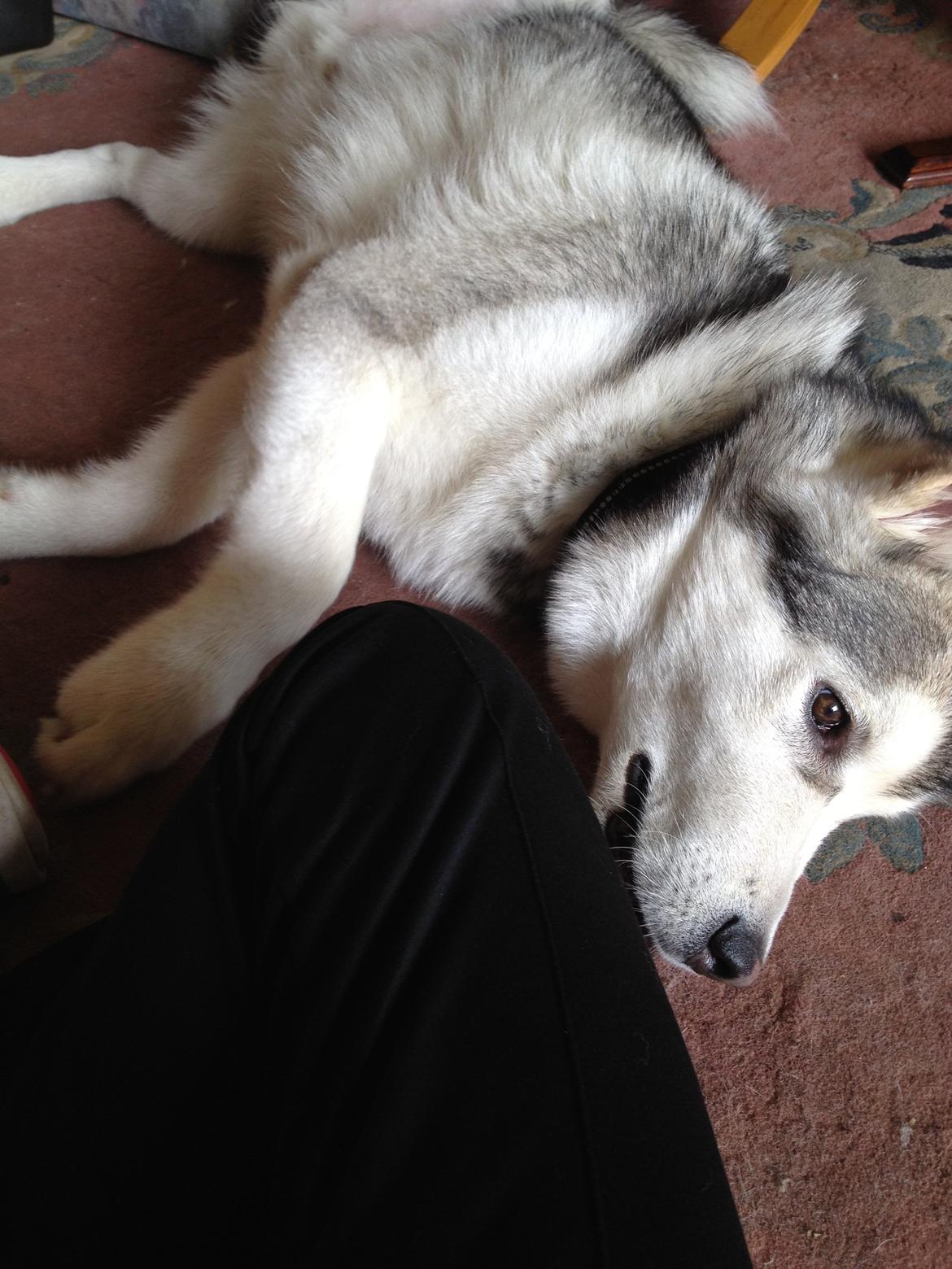 Alaskan malamute Hachiko billede 1