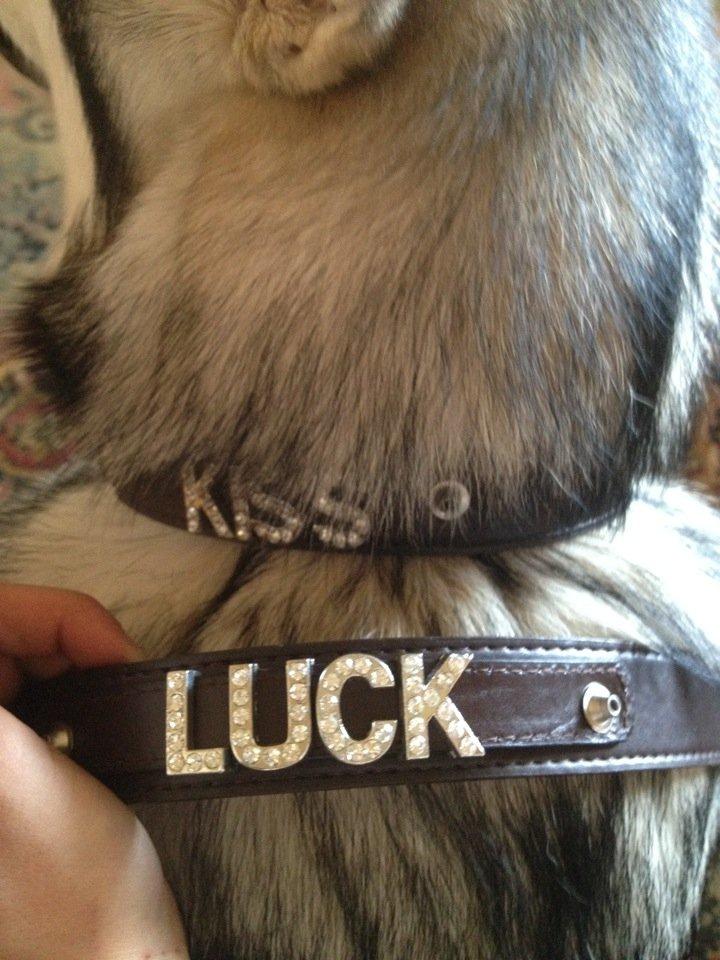 Alaskan malamute Hachiko billede 2