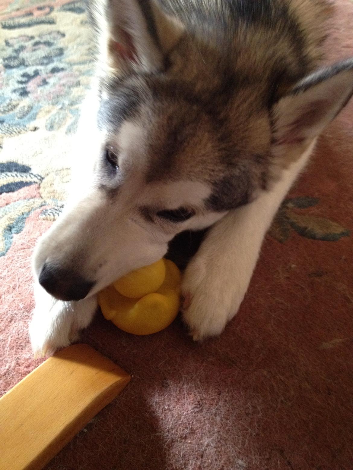 Alaskan malamute Hachiko billede 3