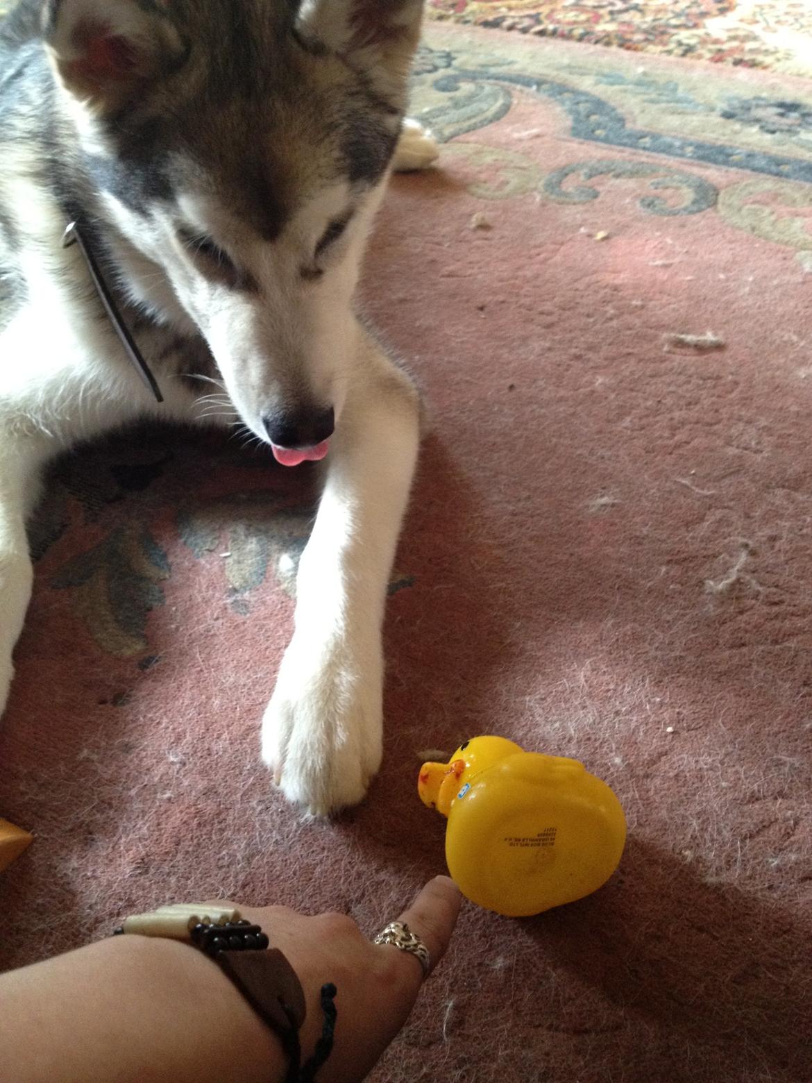 Alaskan malamute Hachiko billede 4