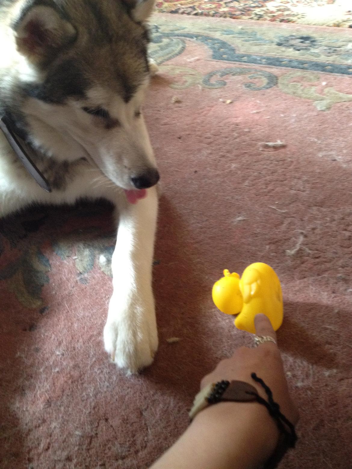 Alaskan malamute Hachiko billede 5