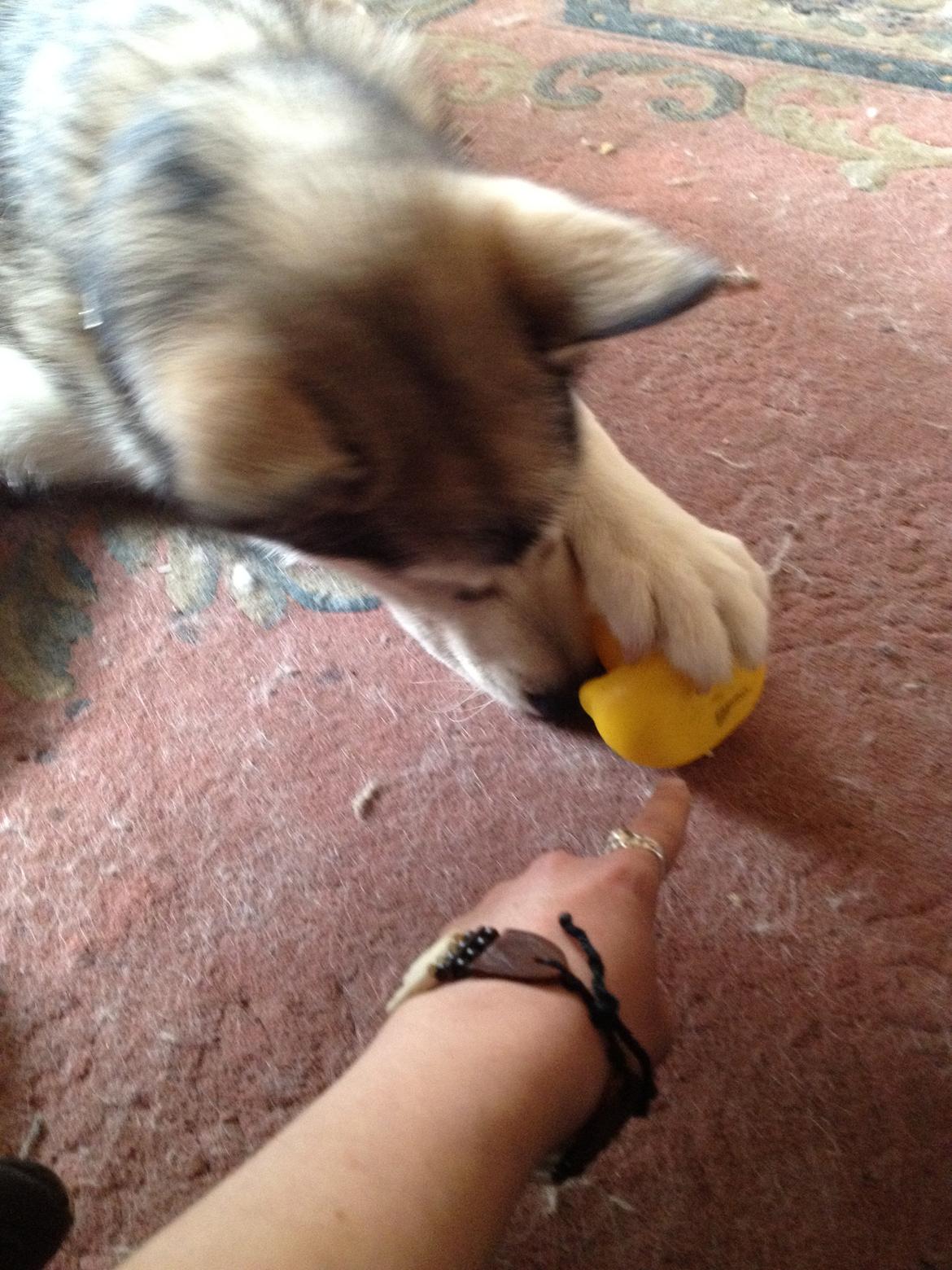 Alaskan malamute Hachiko billede 6