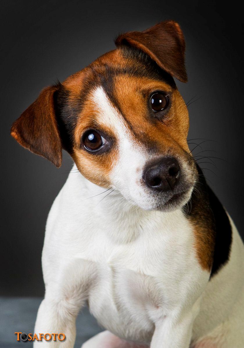 Parson russell terrier DKGCH Duvå Flicka III billede 18