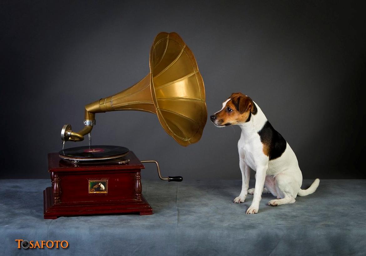 Parson russell terrier DKGCH Duvå Flicka III - Tættere på originalen kan det næsten ikke blive billede 19