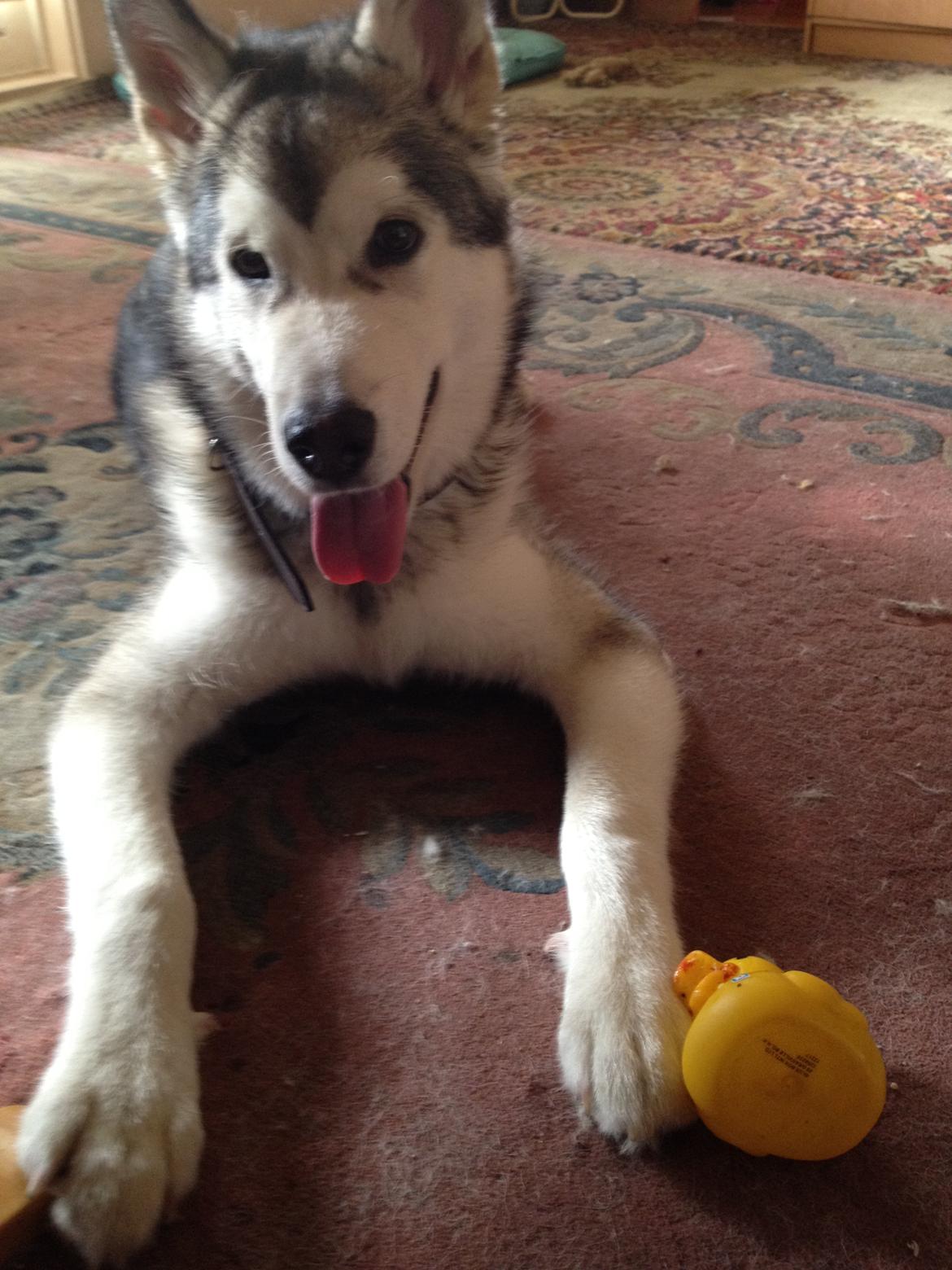 Alaskan malamute Hachiko billede 7