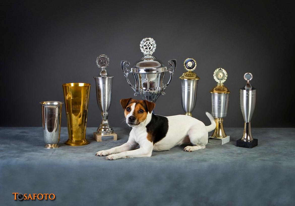 Parson russell terrier DKGCH Duvå Flicka III - Vandrepokaler 2012 billede 20