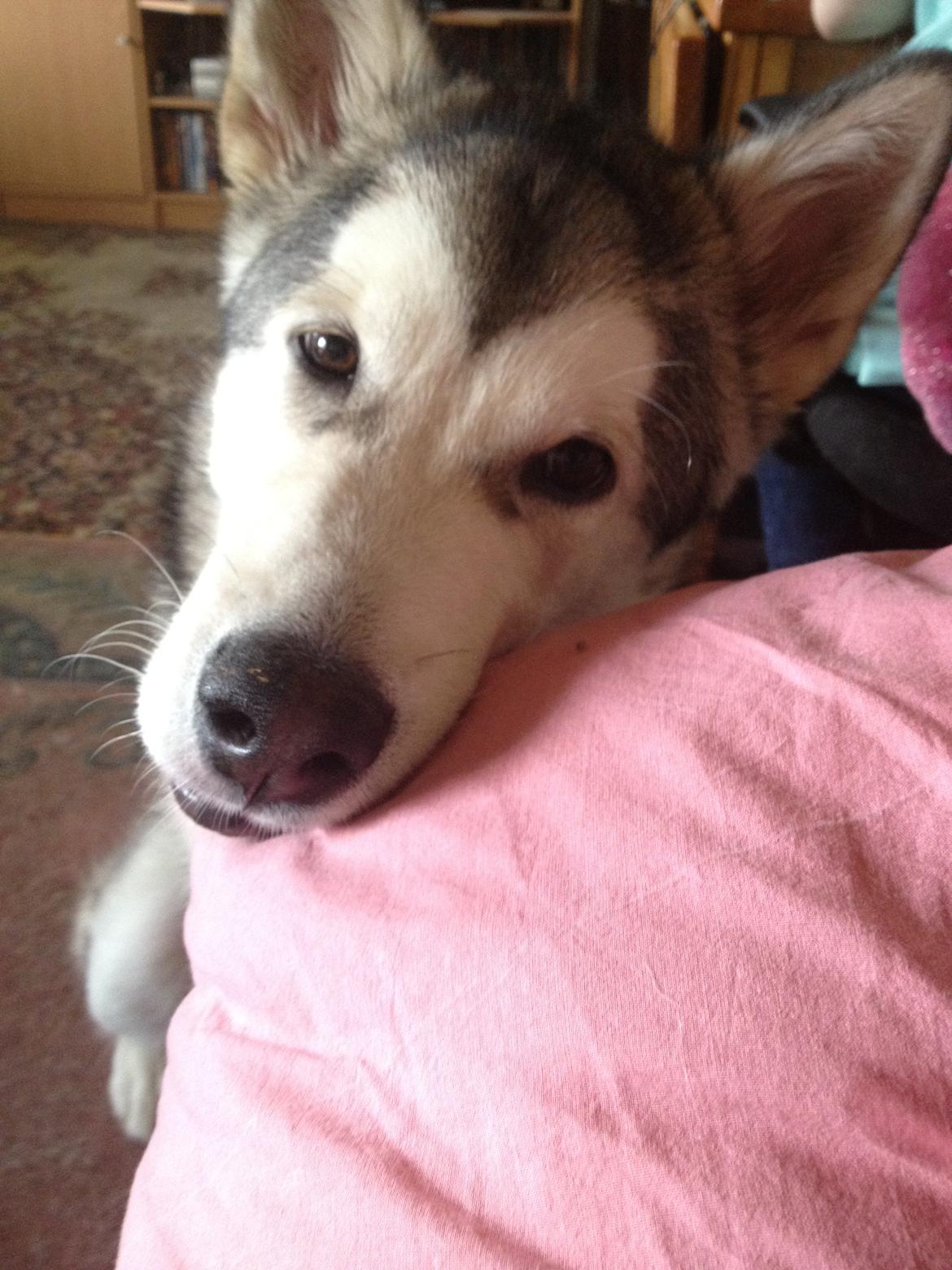 Alaskan malamute Hachiko billede 8