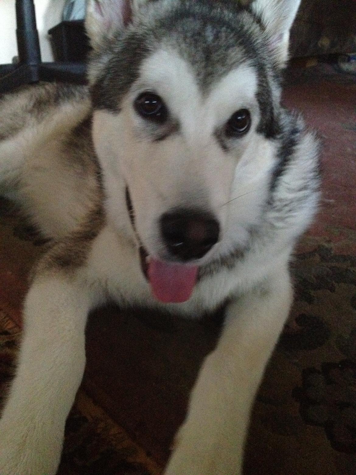 Alaskan malamute Hachiko billede 9