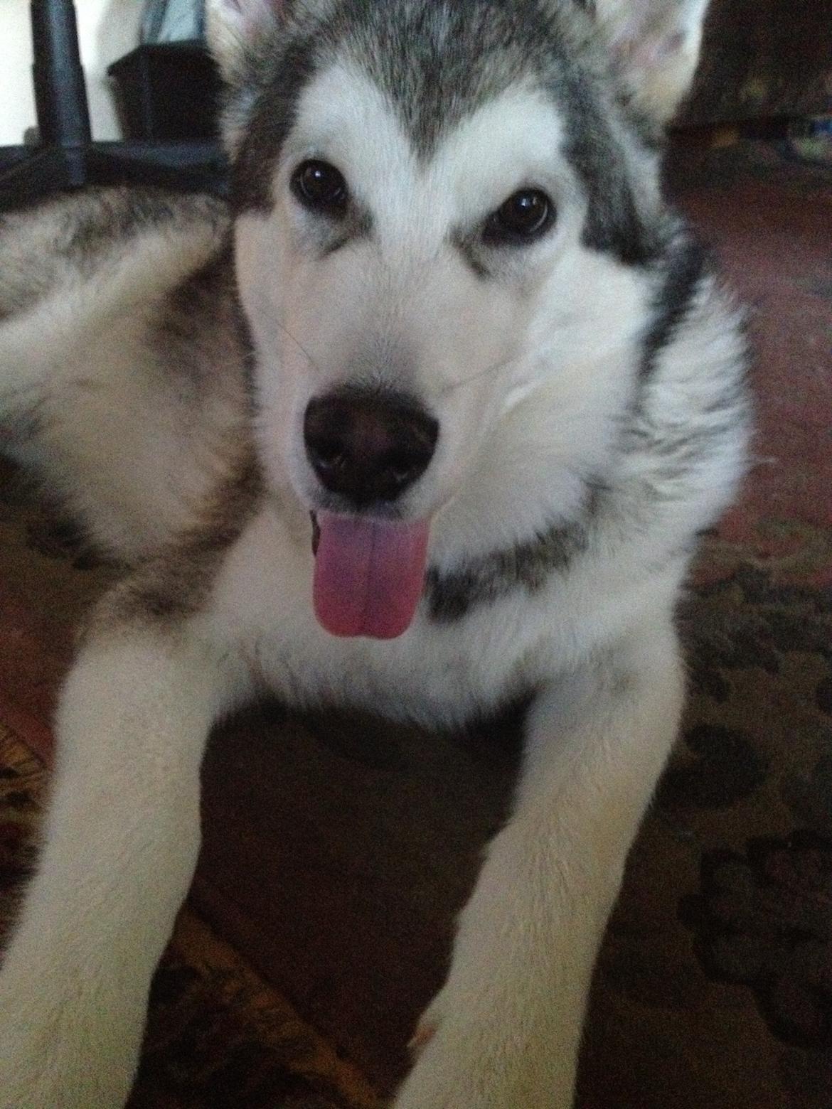 Alaskan malamute Hachiko billede 10