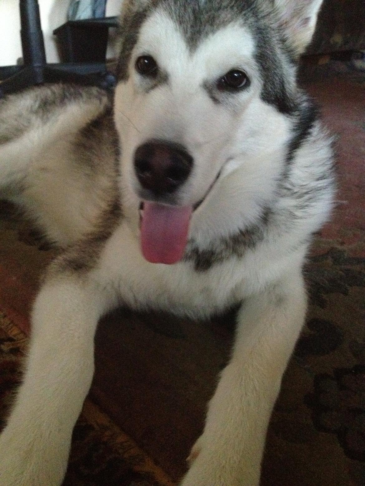 Alaskan malamute Hachiko billede 11