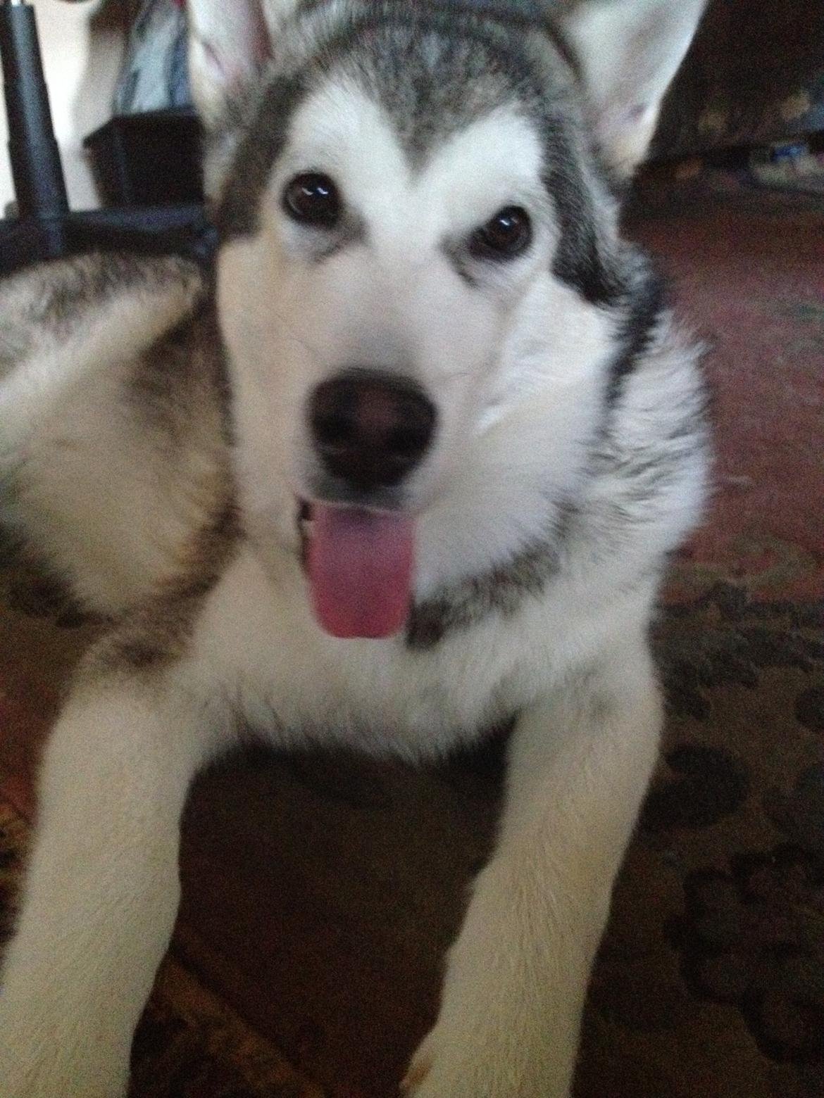 Alaskan malamute Hachiko billede 12