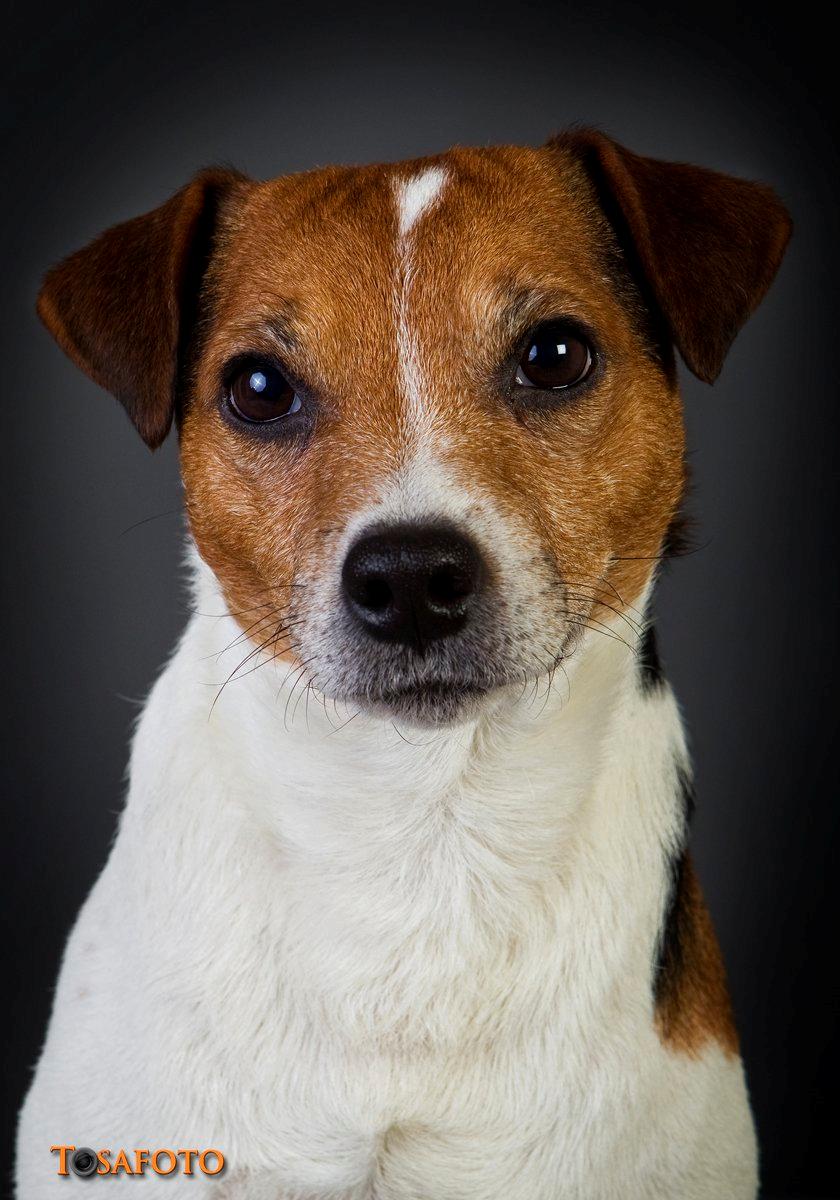 Parson russell terrier Karlsbjerggården Sir Rowe billede 14