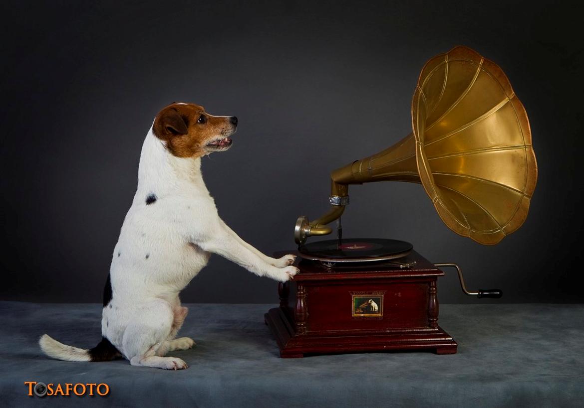 Parson russell terrier Karlsbjerggården Sir Rowe billede 15