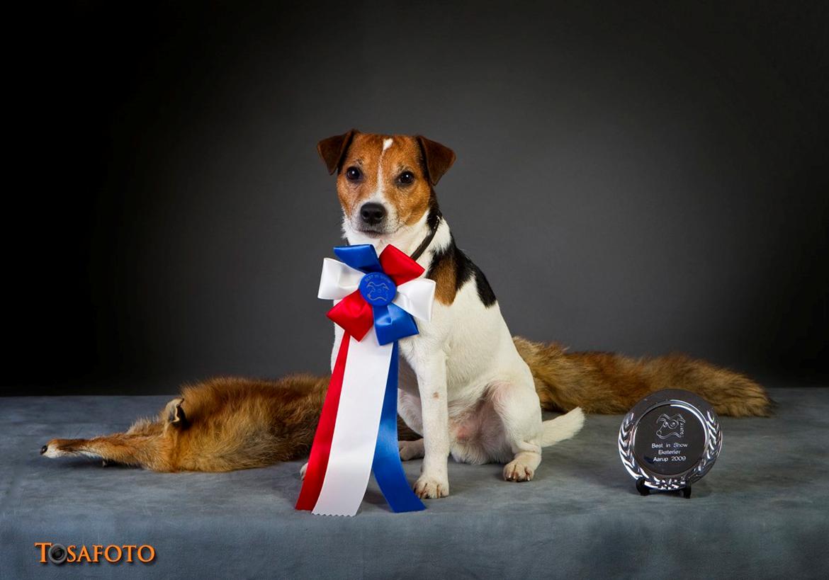 Parson russell terrier Karlsbjerggården Sir Rowe billede 16