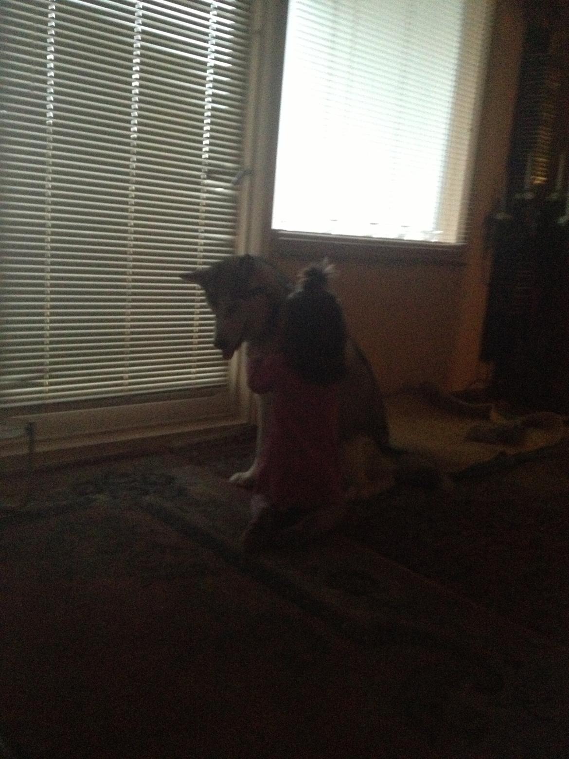 Alaskan malamute Hachiko billede 13