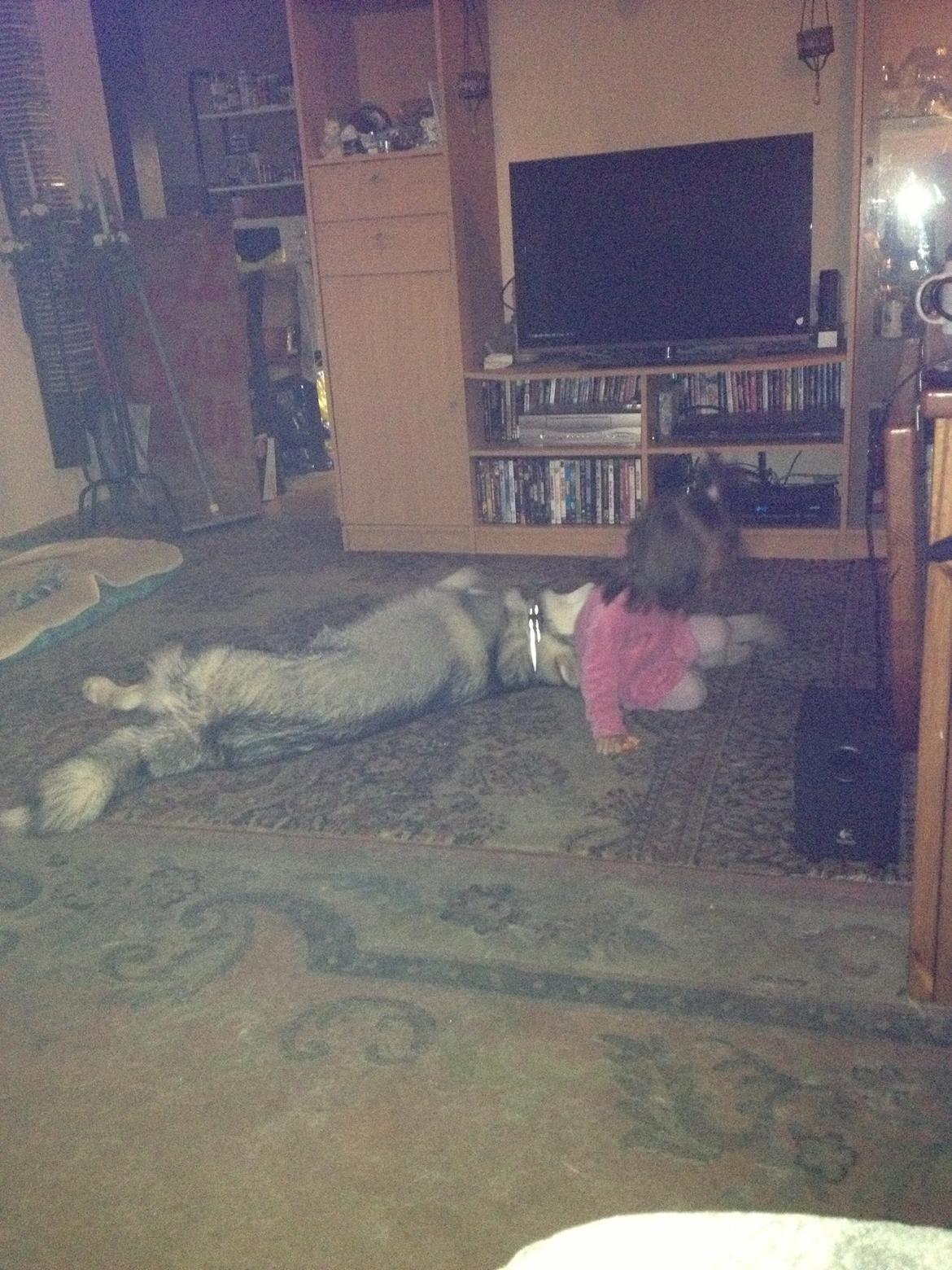 Alaskan malamute Hachiko billede 14