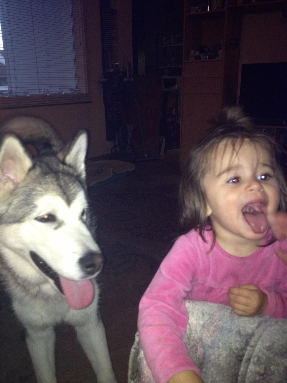 Alaskan malamute Hachiko billede 15