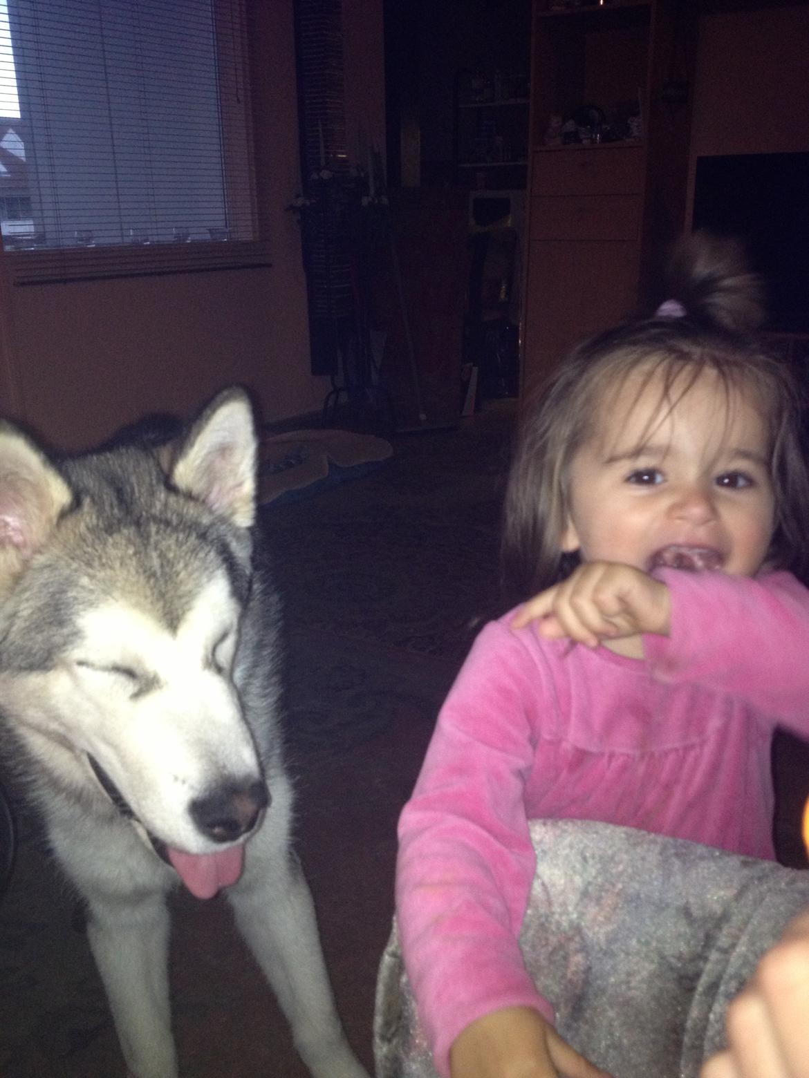 Alaskan malamute Hachiko billede 16