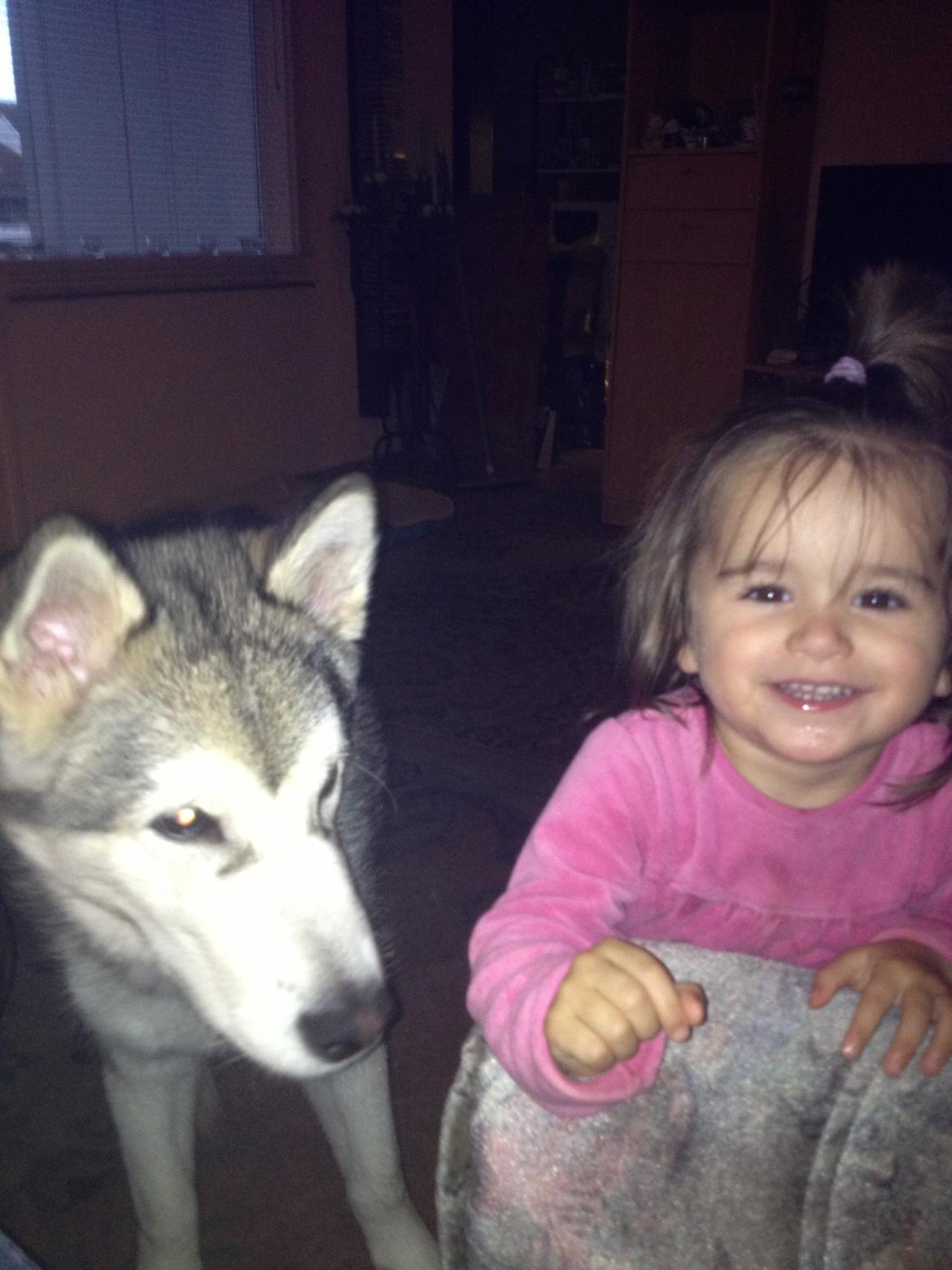 Alaskan malamute Hachiko billede 17