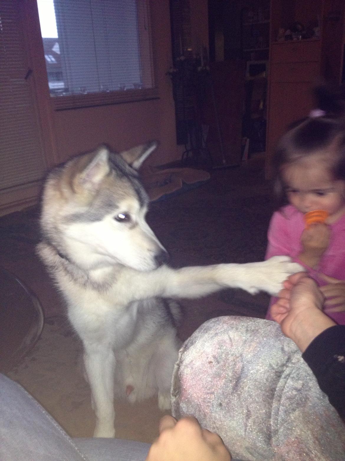 Alaskan malamute Hachiko billede 18