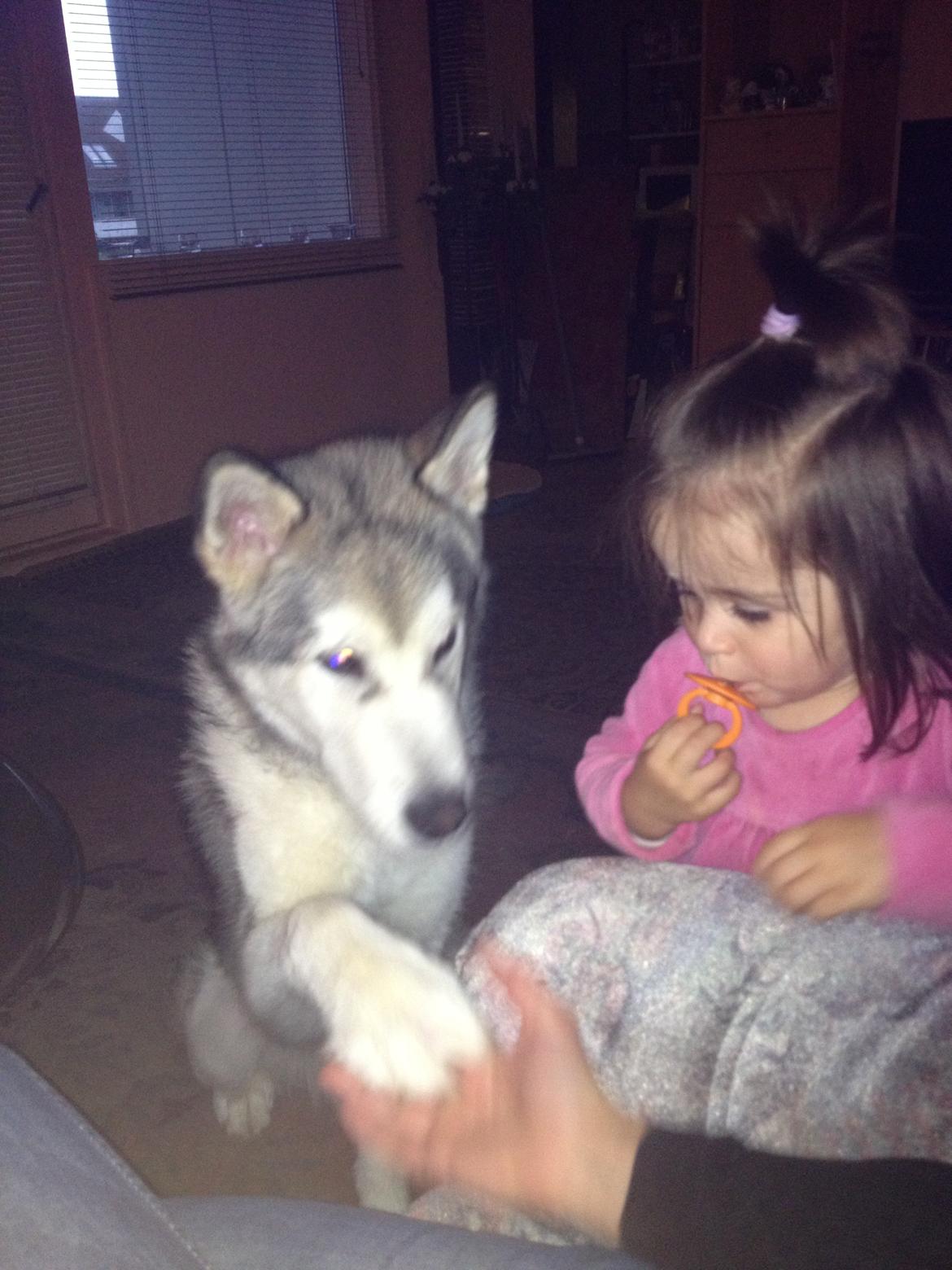 Alaskan malamute Hachiko billede 19