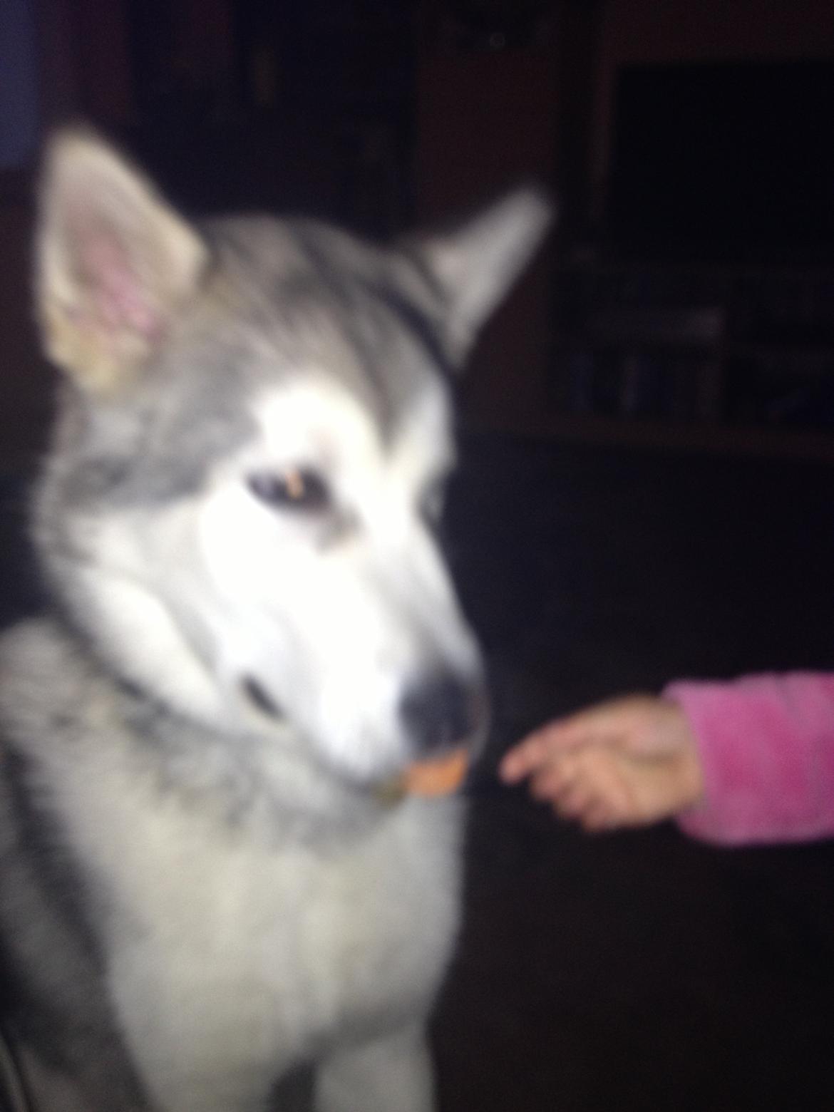 Alaskan malamute Hachiko billede 20