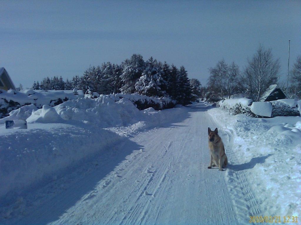 Schæferhund Rollo billede 1