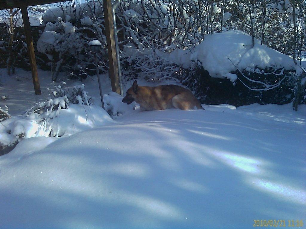 Schæferhund Rollo billede 2