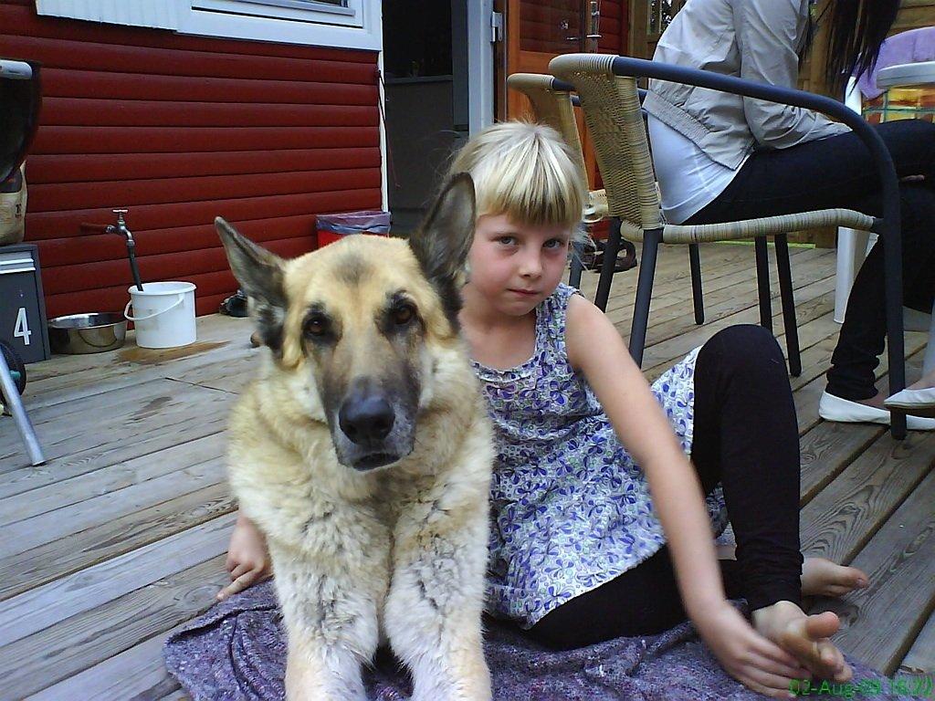 Schæferhund Rollo billede 3