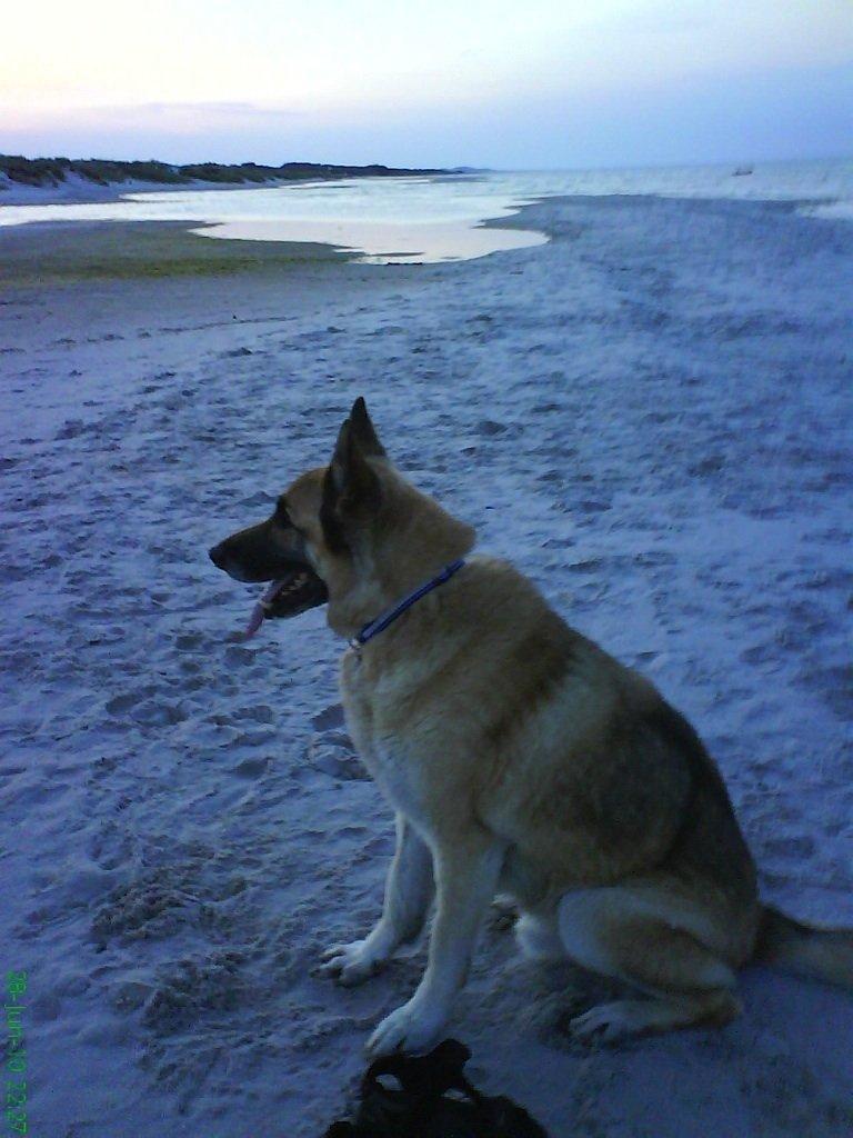 Schæferhund Rollo billede 4