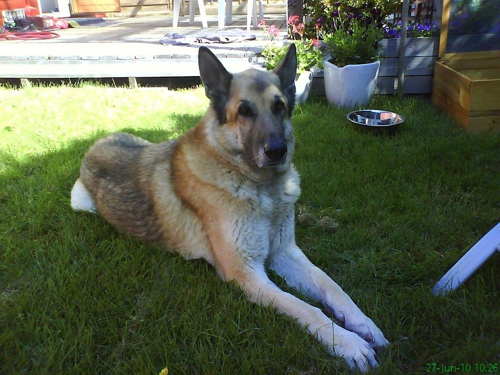 Schæferhund Rollo billede 5